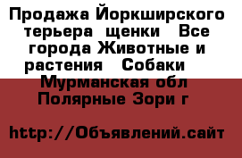 Продажа Йоркширского терьера, щенки - Все города Животные и растения » Собаки   . Мурманская обл.,Полярные Зори г.